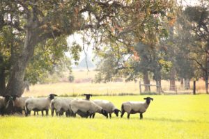 the-lord-is-my-shepherd-christian-stock-photos